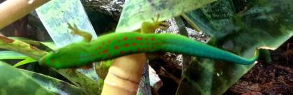 Phelsuma pasteuri Taggeckos