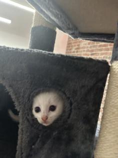 Türkisch angora Kitten