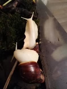 Achatschnecken zu verkaufen