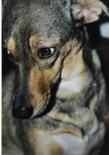 Wurfankündigung Australian Shepherd / Karibik-Mix Welpen
