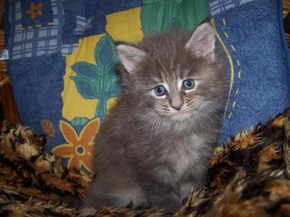 Maine Coon Zaubermaus abzugeben