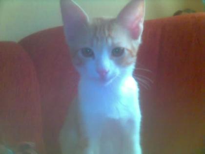 Kater sucht zu Hause