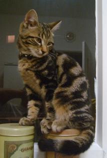 KATER ENTLAUFEN 03. 10. 2021 PFORZHEIM