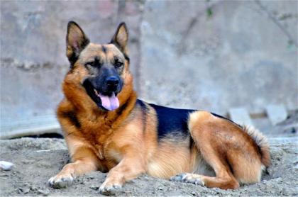 Benji ein Chow Chow Mischling