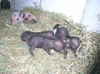 MINI HÄNGEBAUCHSCHWEIN BABY