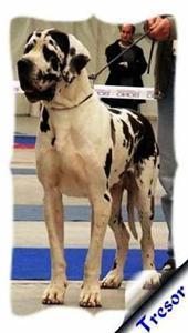 Deutsche dogge