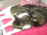 DRINGEND 2 Siam/Hauskater 2 1/2 Jahre zu verkaufen