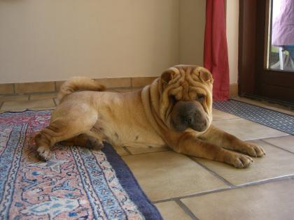 Shar-Pei Mädchen Faltenhund 19 Monate