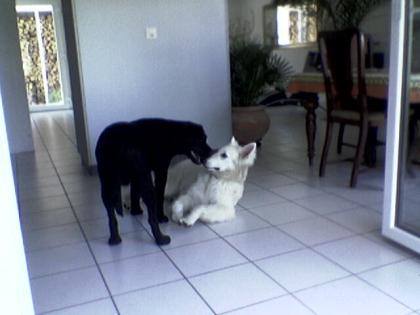 Dogside. ch