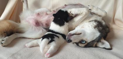 Unsere pomsky Welpen sind geboren