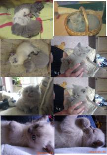 BKH Highlander Kitten sehr anhänglich