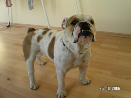 Englische Bulldogge
