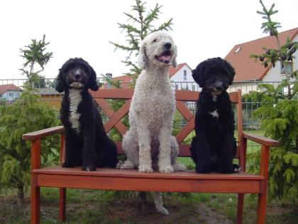 Hundeschule Kathrin Librenz