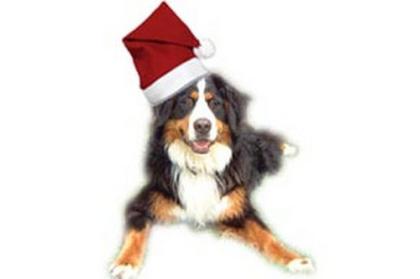 Weihnachts - Special - verschenken Sie eine Webseite