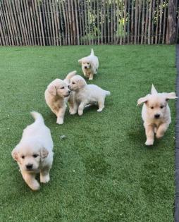 Wunderschöne reinrassige Golden Retriever Welpen