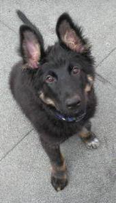 Schäferhund-Mix-Welpe sucht neues zu Hause
