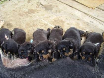 Rottweiler reinrassige Welpen o. Papiere