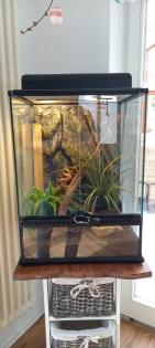 Kronengecko und Terrarium