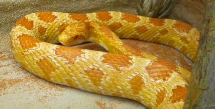 Creamsicle