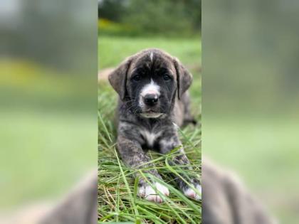 Amerikanische Bulldogge X Golden Retriever Mix welpen