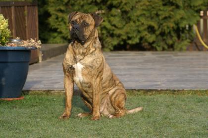 Dogo Canario Welpen der S-Klasse