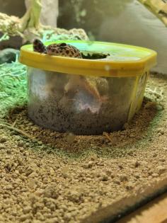 3 Leopardgeckos inkl Terrarium