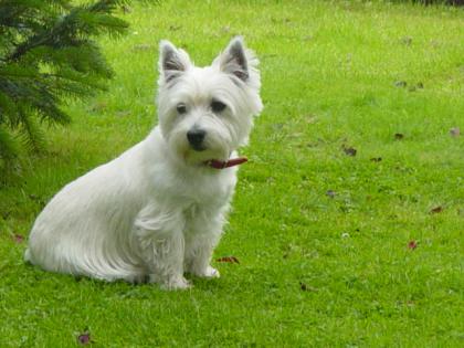 Wer hat Sally gesehen
