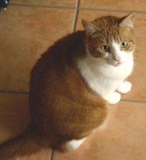 ROT-WEIßER KATER, ca. 3, 5J. , AN GUTE HÄNDE ABZUGEBEN