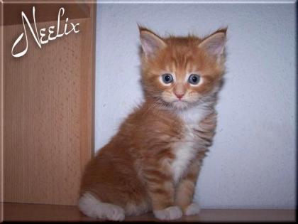 Maine Coon Katerschen abzugeben