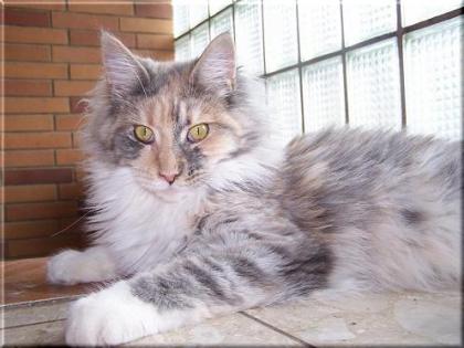 Maine Coon Kätzin abzugeben