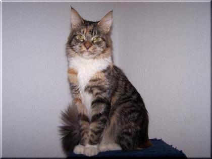 Maine Coon Katze abzugeben