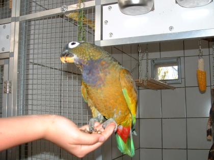 2. 0 Maximilianpapageien Handaufzuchten