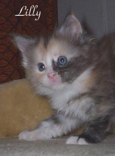 5 typvolle Maine Coon Kitten abzugeben