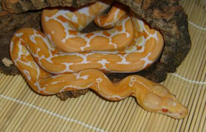 Biete Netzpythons