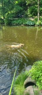 Liebevoll bezahlbar Hundebetreuung Gassi service mit Herz Erfahrung