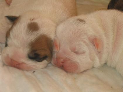 SUPER ENGLISH BULLDOG WELPEN