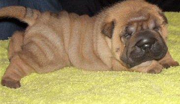 Sharpei Welpe Hündin mit Stammbaum und Garantie