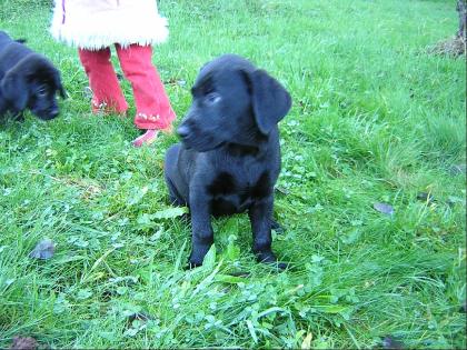 Labrador Redriever Welpen aus dem Sodental