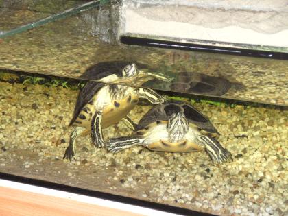 Wasserschildkröten abzugeben