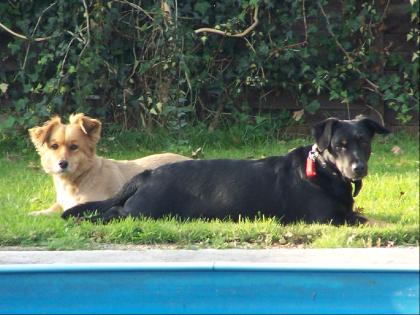 Hundebetreuung Wir haben noch Plätze im Dezember frei