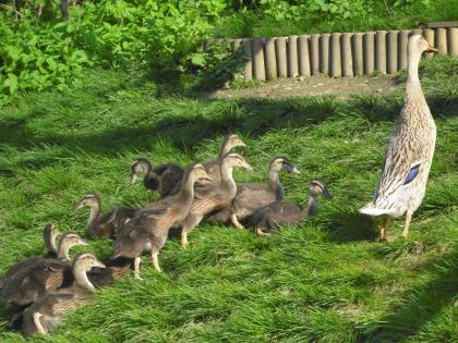 11 LAUFENTEN BABIES ZUM VERKAUFEN