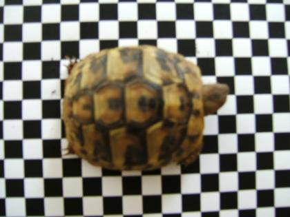 Griechische Landschildkröten