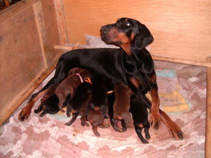 Dobermann
