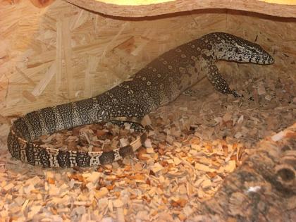 Nilwaran Varanus nilaticus