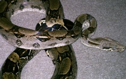 Boa c. c. männchen