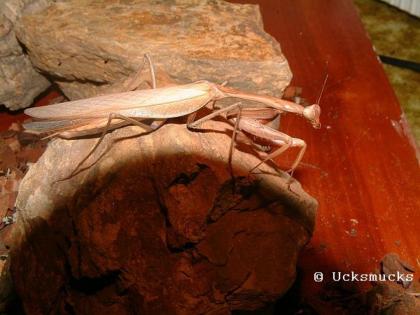 Insekten Gottesanbeter, Gespenstschrecken, Heuschrecken