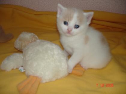 3 zuckersüße BKH Katerchen suchen