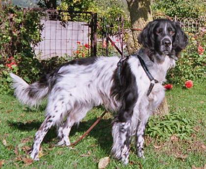 Bildschöner Setter sucht dringend ein Zuhause
