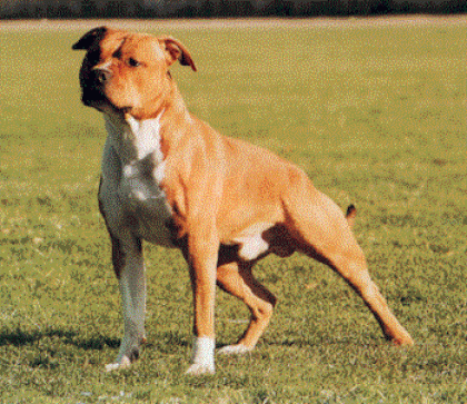 Suche ab Februar März AMSTAFF Welpe Rüde