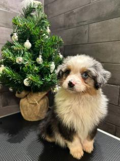 Miniature Australian Shepherd Mini Aussie